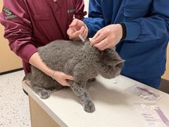 -瑞派康怡24h宠物医院·犬猫医疗中心·微创绝育(瑞景分院)