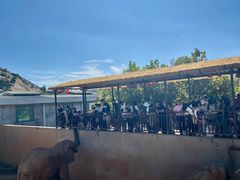 -西霞口神雕山野生动物世界