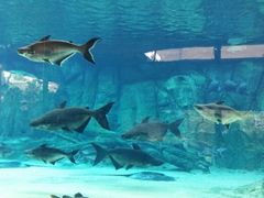 android_upload_pic-河川生态园