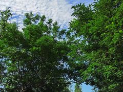 -泗洪洪泽湖湿地景区