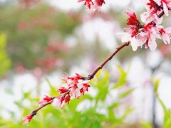 -春风十里咖啡馆