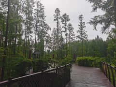 -黄海国家森林公园