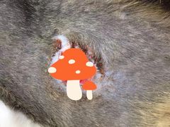 -艾贝尔宠物诊疗