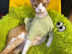 -和它·交个朋友·狗咖猫咖(爱琴海店)