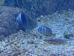 -沙沙哗啦海洋馆(华宇百花谷店)