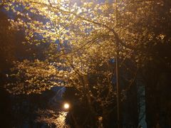 -武汉大学-樱园