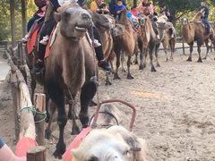 -古柏渡飞黄旅游区