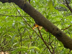 -南国桃园旅游度假区