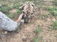 -西霞口神雕山野生动物世界