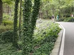 -老山国家森林公园