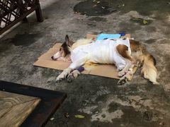 -严国平动物医院(德政总院)