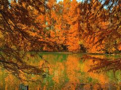 -上海海湾国家森林公园