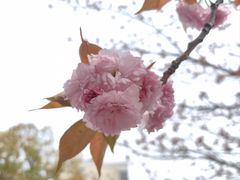 -高东镇樱花园