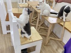 -李小姐の猫咖啡馆(五角场店)