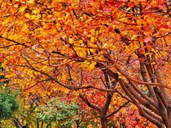 -北京西山国家森林公园