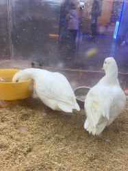 -神奇动物撸宠馆·羊驼·小浣熊·异宠(豫园店)