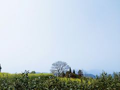 -桑洲油菜花景区