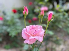 -陆家嘴中心绿地