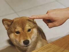 -柴务处·柴犬主题狗咖