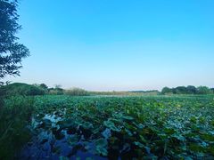 -贡湖湾湿地公园