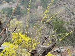 -北京鹫峰国家森林公园