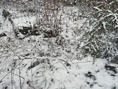-武陵山森林公园
