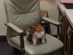 -宠爱国际动物医院· 猫科· 外科·中兽医(长白店)