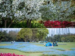 -上海滨江森林公园