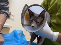 -芭比堂动物医院·犬猫全科·异宠专科(雁塔分院)