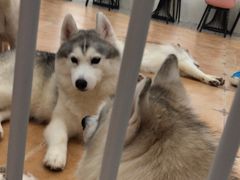 -Let's go狗咖·猫咖·奶狗·桌游(春熙路IFS店)