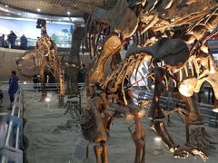 -国家自然博物馆