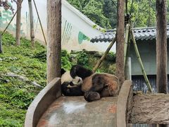 -中国大熊猫保护研究中心雅安碧峰峡基地