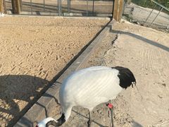 -盐城丹顶鹤湿地生态旅游区