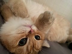 -瑞鹏瑞爱宠物医院·全科·猫科·血液透析中心(龙头寺店)