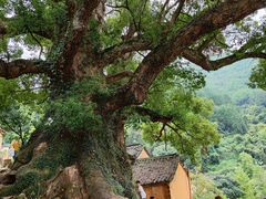 -杨家堂村