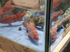 android_upload_pic-旺顺阁海鲜广场(亚运村店)