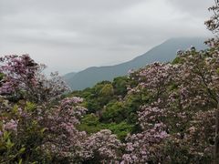 -梧桐山风景名胜区