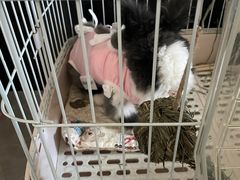 -北京观赏动物医院·24小时大型综合·猫专科·异宠专科
