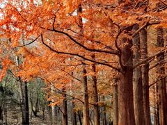 -白水寺森林公园