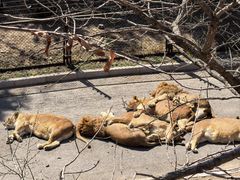 -大连森林动物园