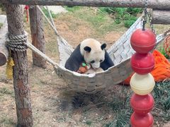 -大连森林动物园