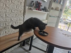 -平行世界·猫咖(首经贸店)