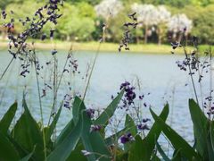 -南国桃园旅游度假区