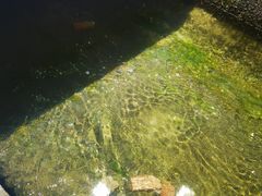 -酒仙湖景区