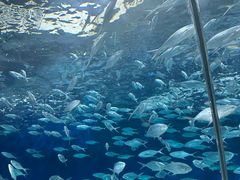 -上海海洋水族馆