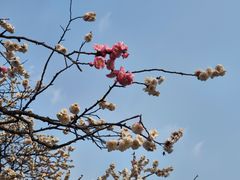 -无锡梅园公园