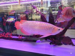 -青石桥花鸟鱼虫市场(叠翠城店)