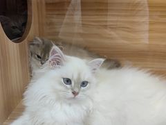 -猫十亿·布偶金渐层·曼基康矮脚猫舍(青年路店)
