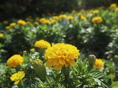 -艾溪湖湿地公园