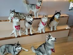 -Husky Go! 哈士奇体验馆·宠物咖啡厅狗咖